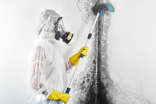 Best Mold Removal for HVAC Installations  in Raleigh Hills, OR