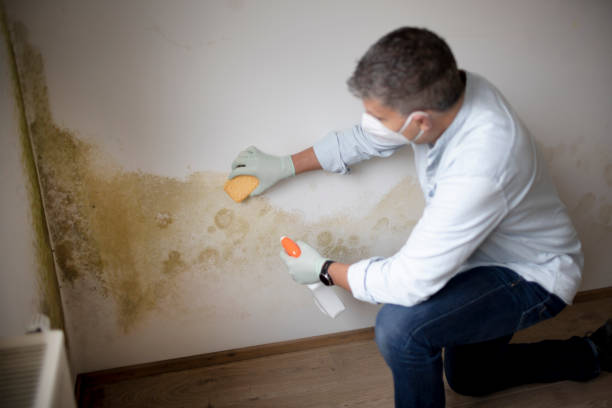 Mold Odor Removal Services in Raleigh Hills, OR